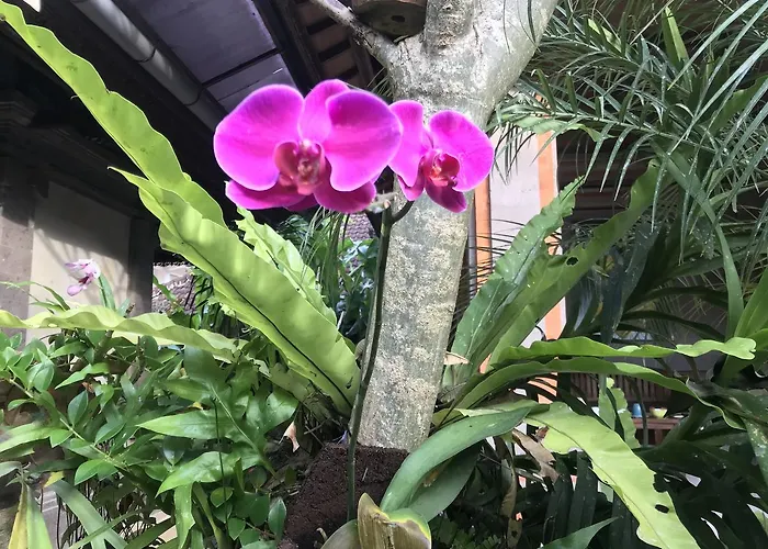 Pangkung House Ubud